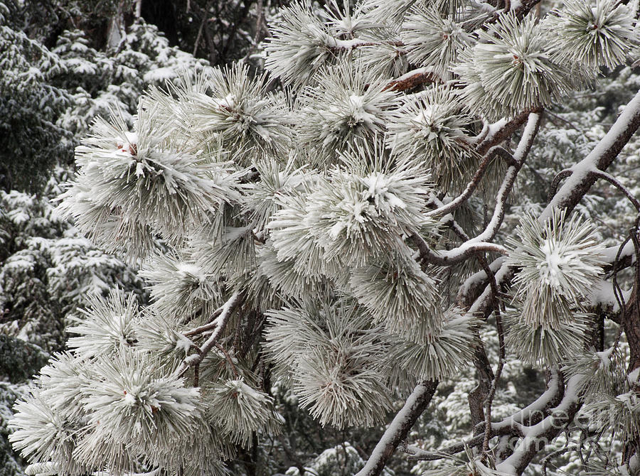 Snow Needles 2-8083 Photograph by Stephen Parker