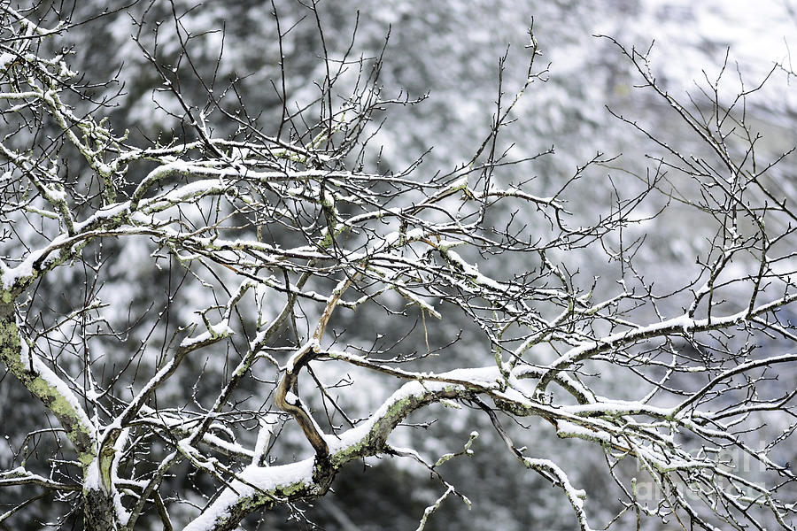 Winter Photograph - Snow on Apple Tree by Thomas R Fletcher