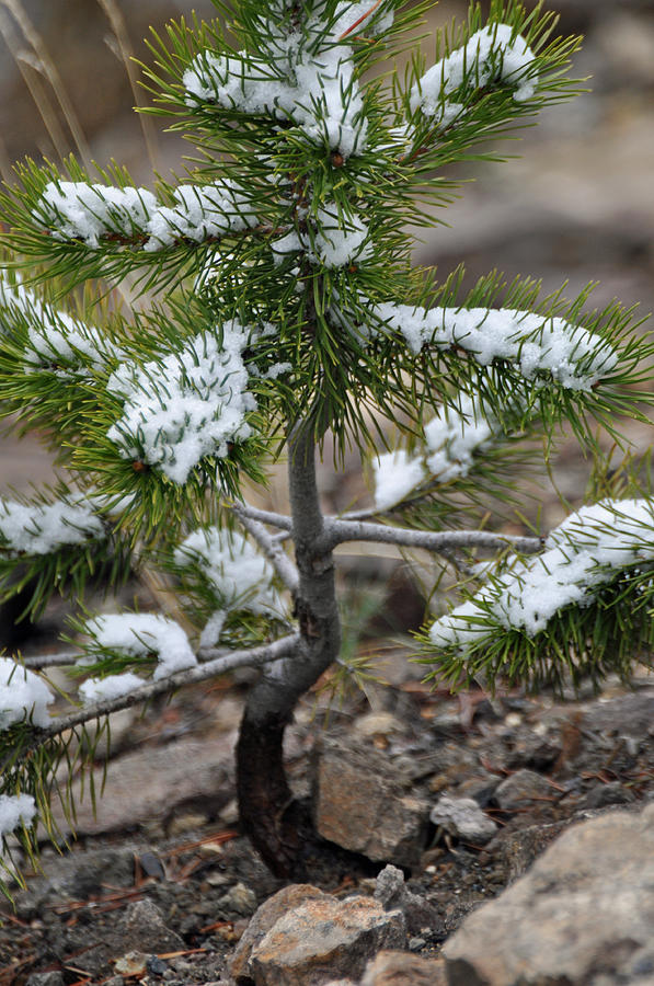 Snow on Baby Pine Tree in Yellowstone Photograph by Bruce Gourley