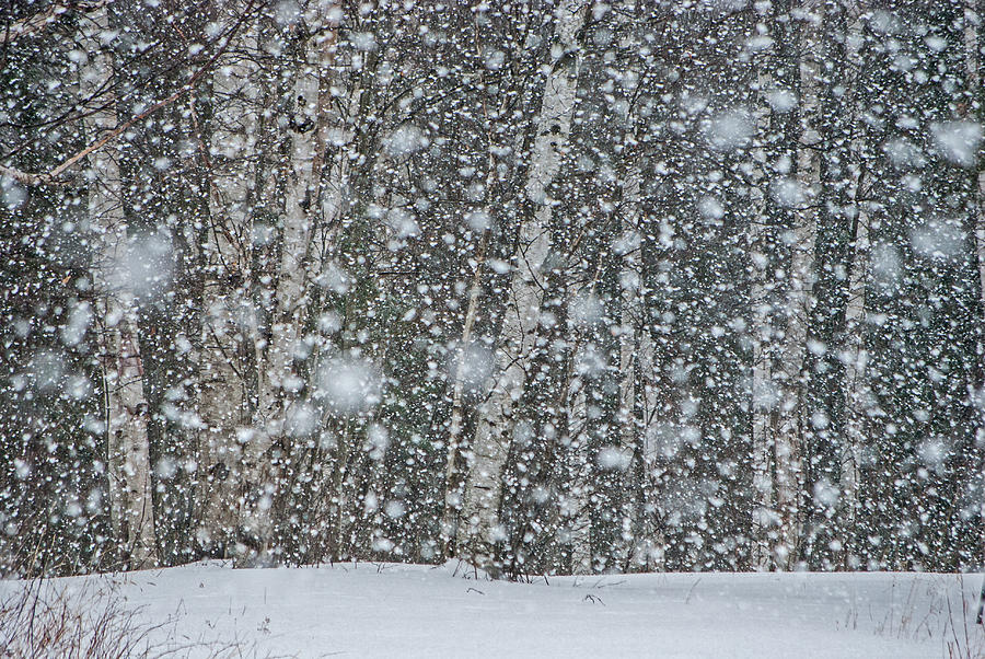 Snow on Birch  Photograph by Gary McCormick