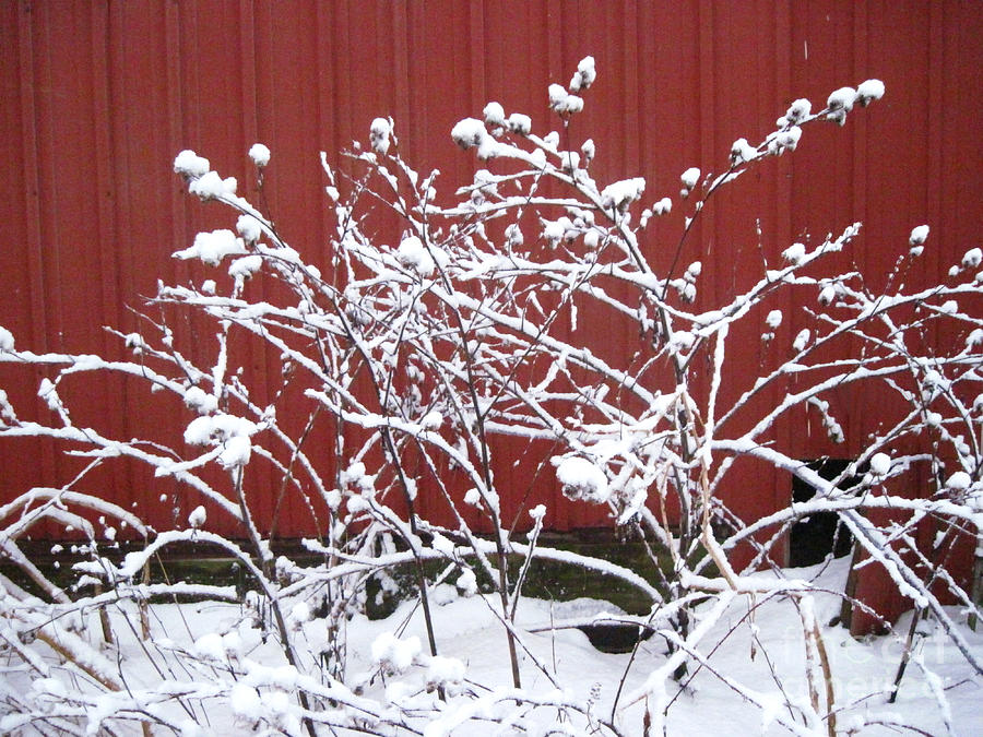 Snow on Burdock burr weed against red barn siding Photograph by Conni Schaftenaar