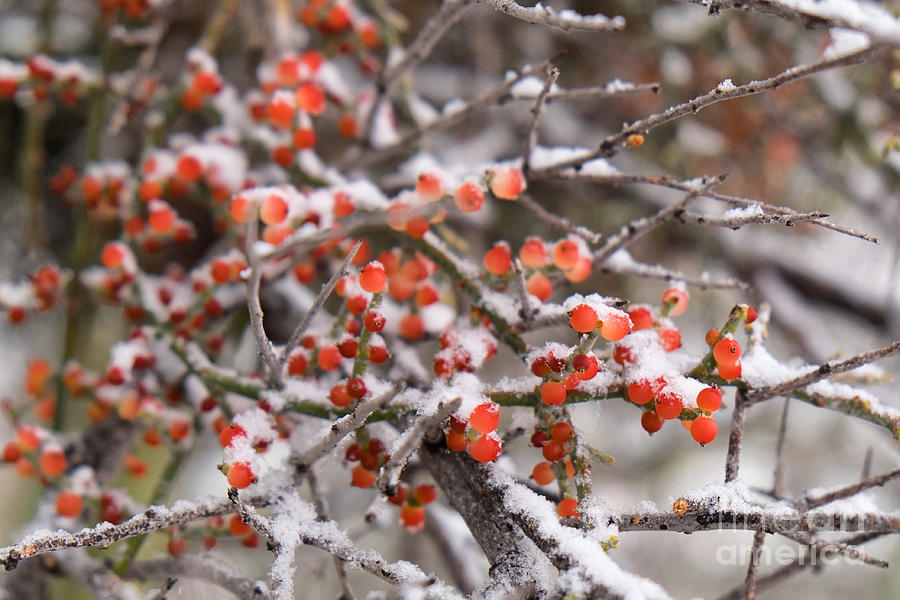 Snow on Desert Mistletoe Berries 2 Photograph by Marianne Jensen