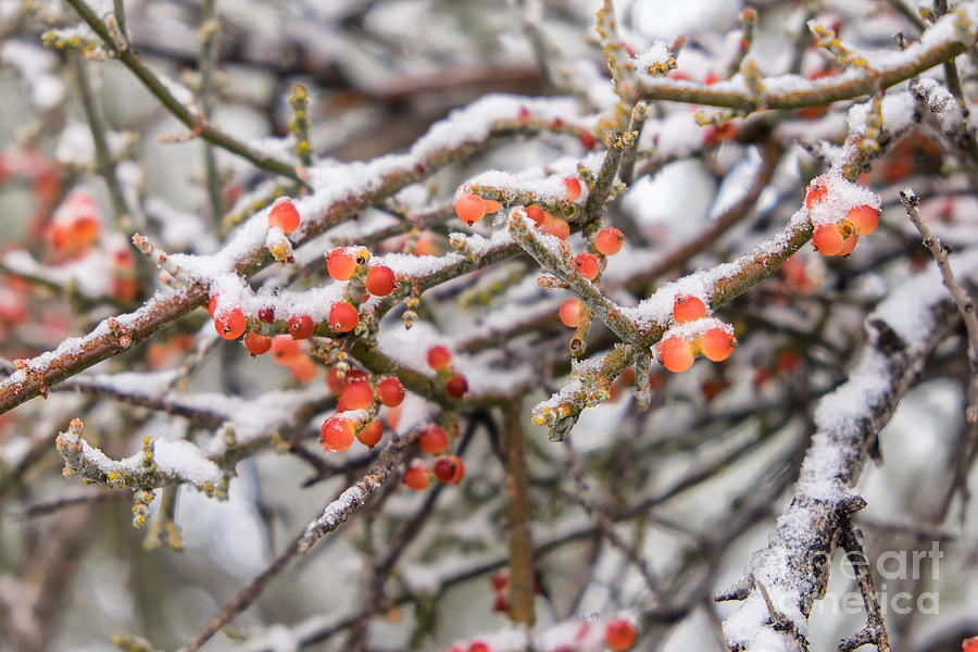 Snow on Desert Mistletoe Berries 3 Photograph by Marianne Jensen