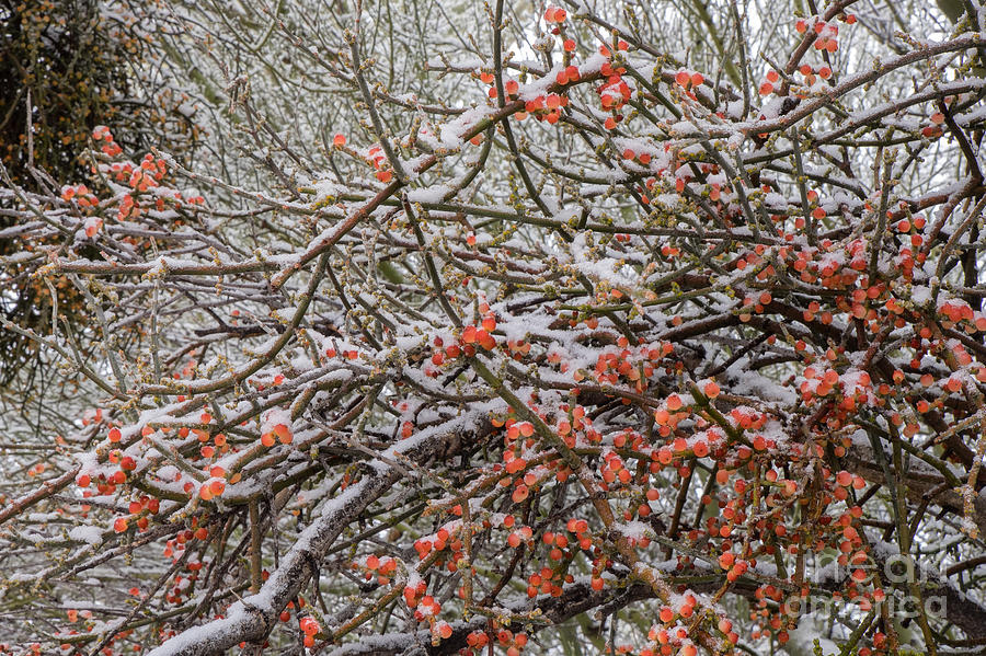 Snow on Desert Mistletoe Berries Photograph by Marianne Jensen