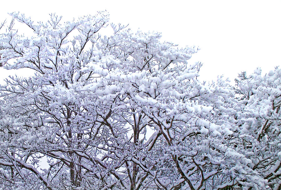 Snow on Dogwood Trees Photograph by Duane McCullough
