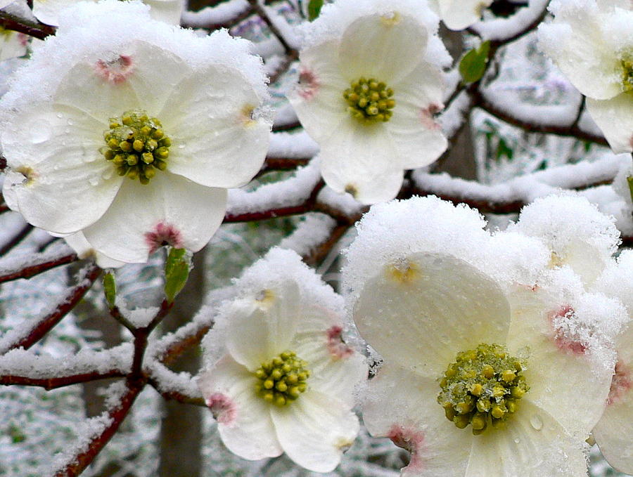 Snow on Dogwoods Photograph by Jean Wright