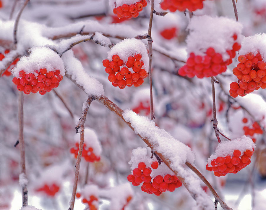 Snow On European Mountain Ash Berries Photograph by Howie Garber - Pixels