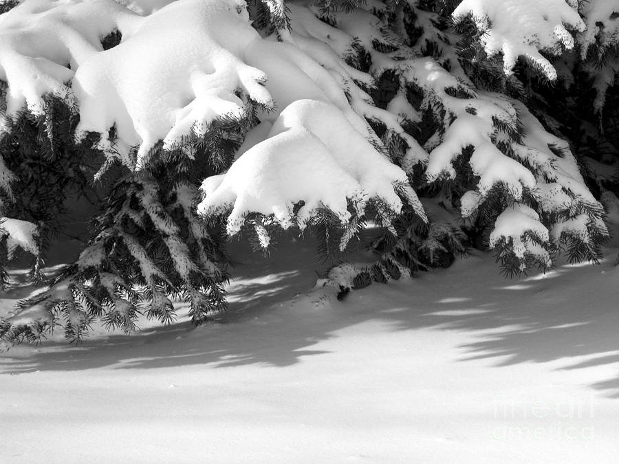 Snow on Evergreen Photograph by Tom Brickhouse