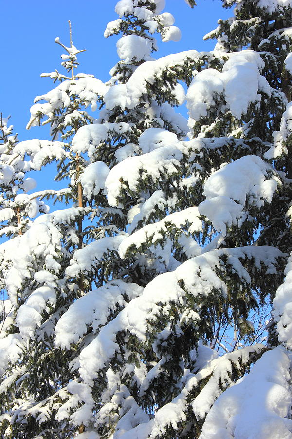Snow on Evergreen Trees Photograph by Jim Sauchyn