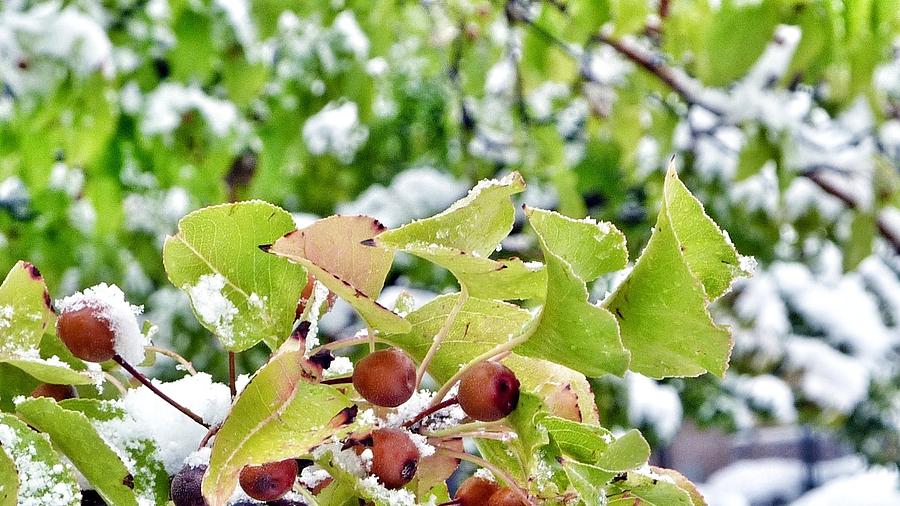 Snow on Green Leaves with Red Berries Photograph by Susan Garren