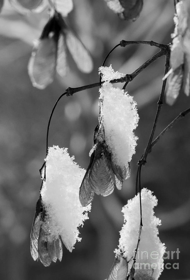 Snow On Leaves Photograph by Steven Ralser
