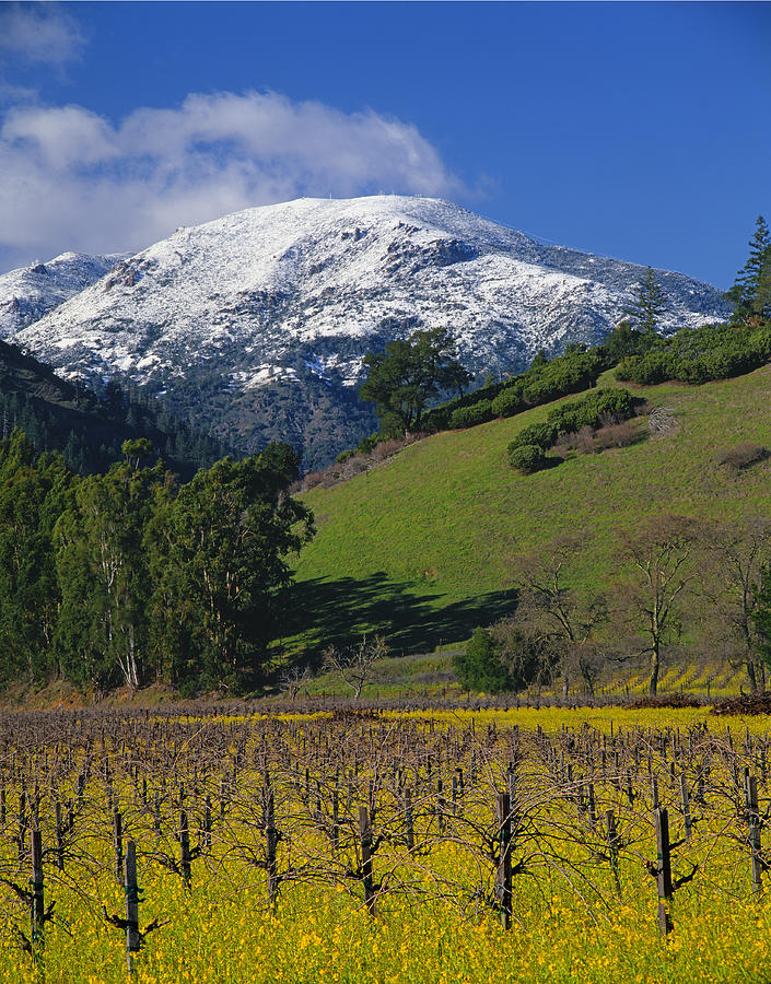 4B6385-Snow on Mt. St. Helena in Napa Valley Photograph by Ed  Cooper Photography