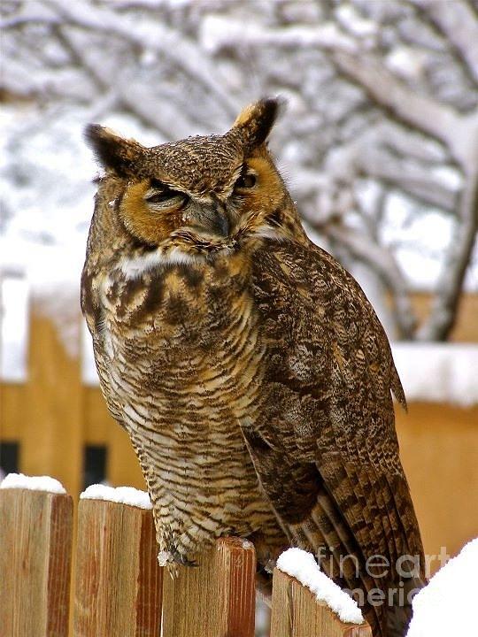 Winter Photograph - Snow on owl by LeLa Becker