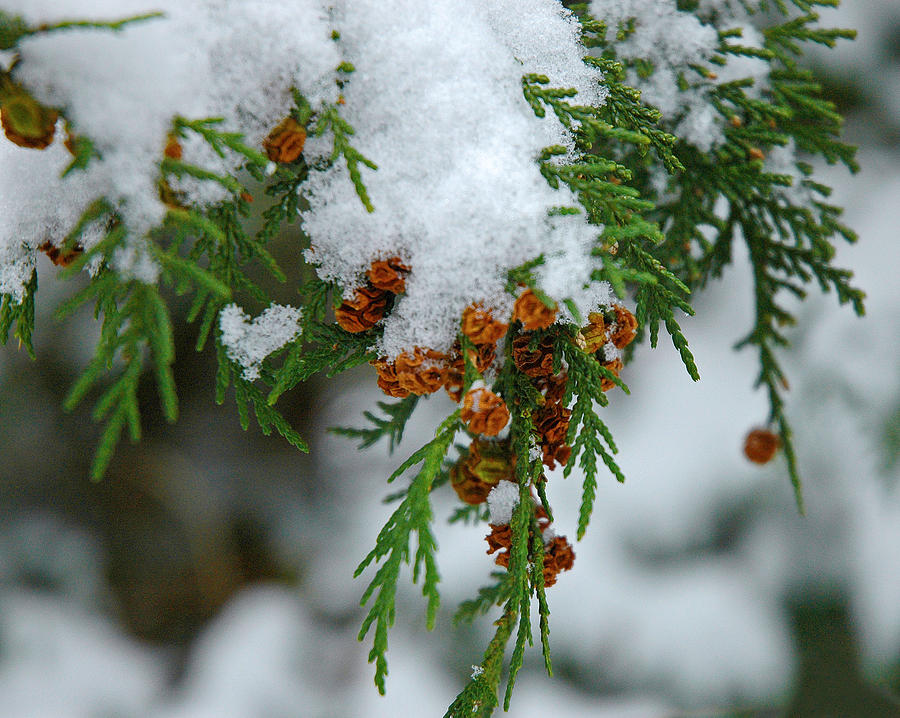 Winter Photograph - Snow On Pine by Alida Thorpe