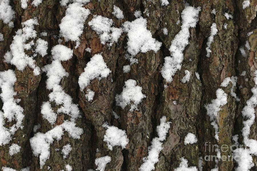 Snow on pine bark Photograph by Jim Gillen