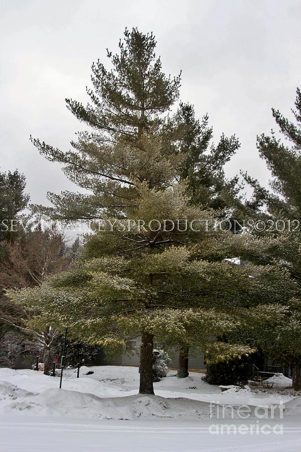 Tree Photograph - Snow on Pine by Butch Phillips
