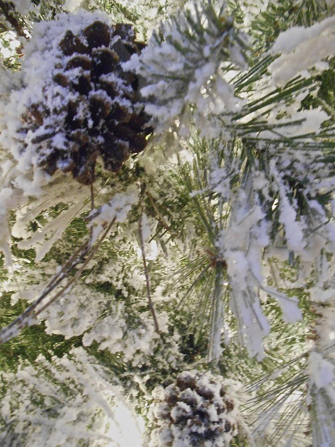 Snow On Pine Tree Photograph