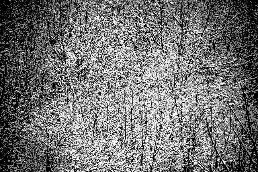 Snow on Snow Photograph by Jacqueline M Lewis