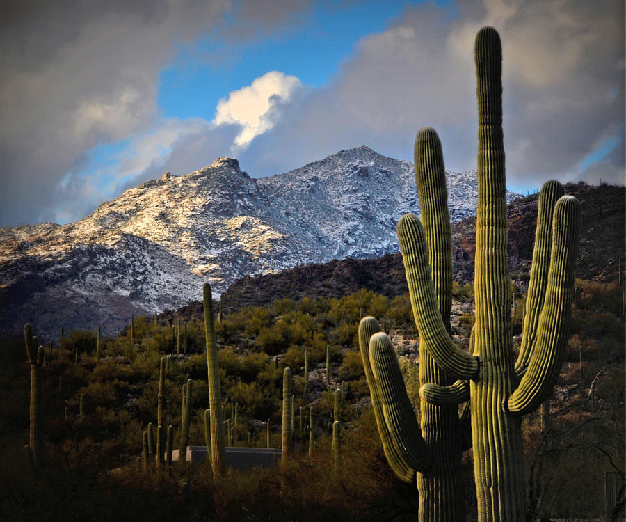 Tucson Photograph - Snow On The Catalina Mountains by Jon Van Gilder