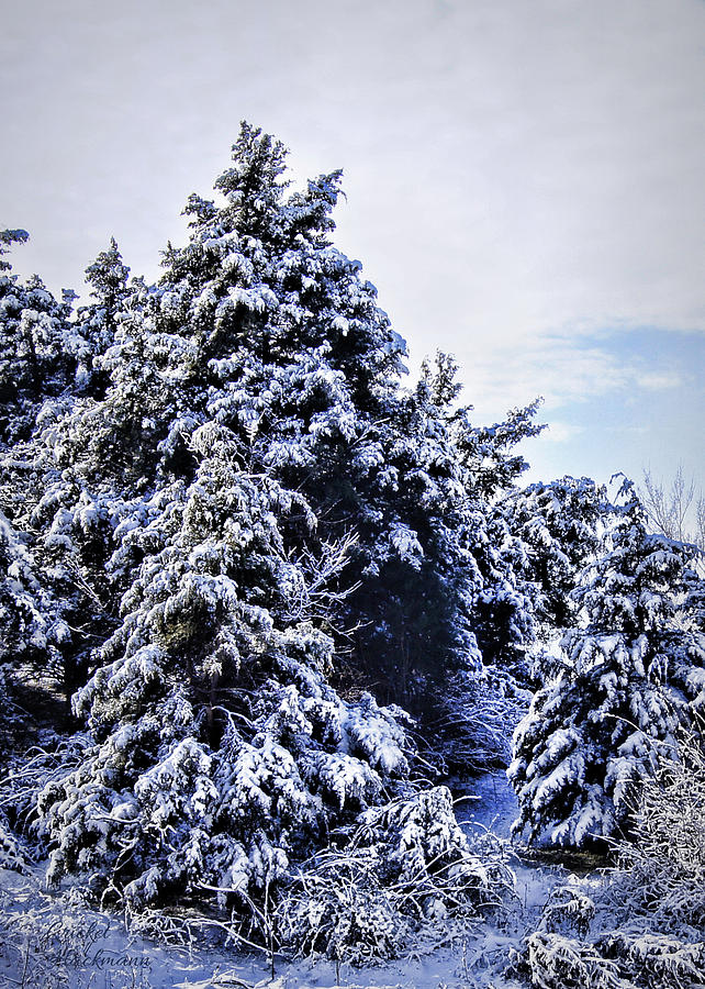 Snow on the Cedars Photograph by Cricket Hackmann