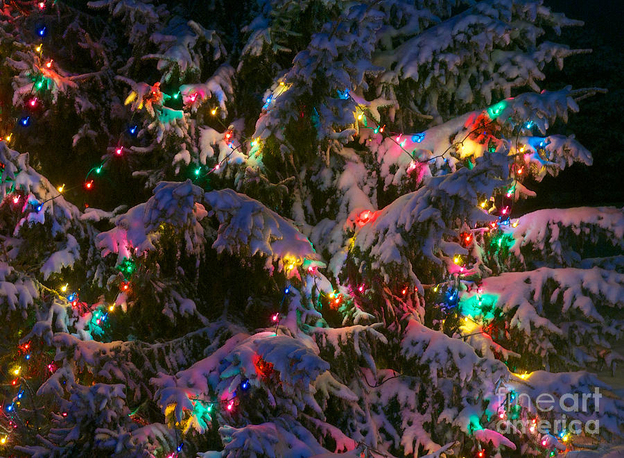 Snow on the Christmas Tree 1 Photograph by Mark Dodd