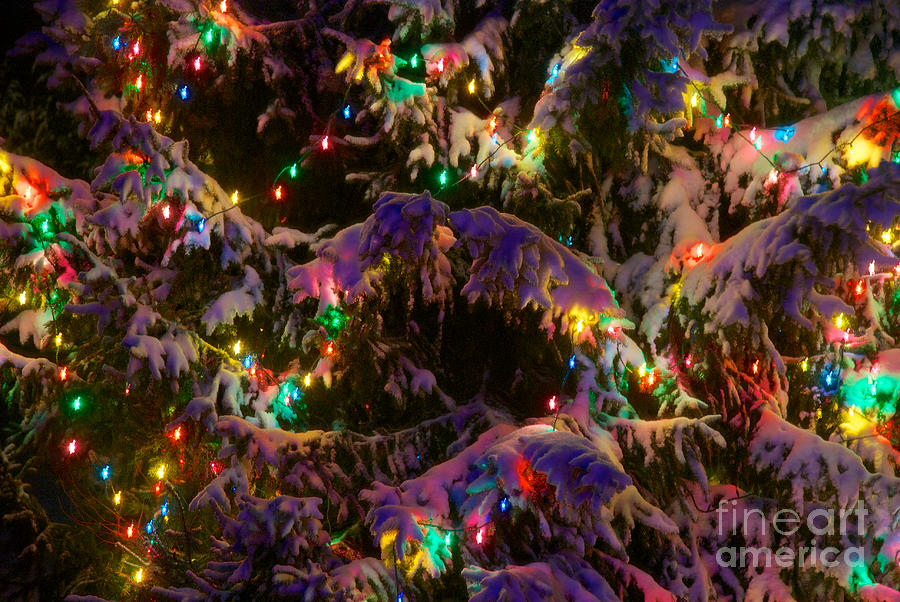 Snow on the Christmas Tree 2 Photograph by Mark Dodd