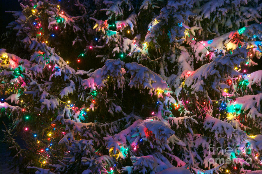 Snow on the Christmas Tree Photograph by Mark Dodd