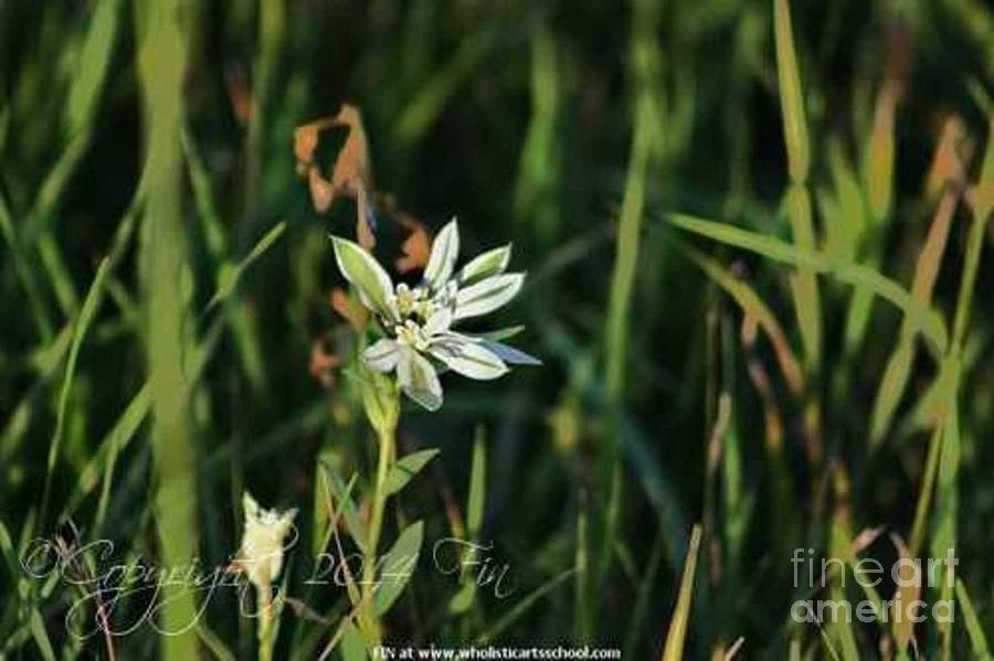 Snow On The Mountain Photograph - Snow On The Mountain Wildflower by PainterArtist FIN