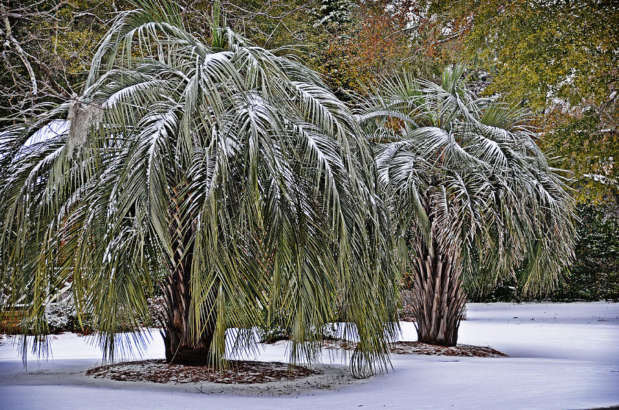Snow on the Palms Photograph by Linda Brown