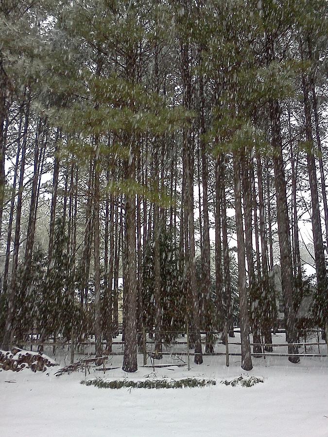 Snow on the Pines Photograph by Stacy C Bottoms