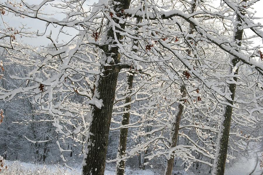 Snow on Tree Limbs III Photograph by Cody Cookston - Pixels