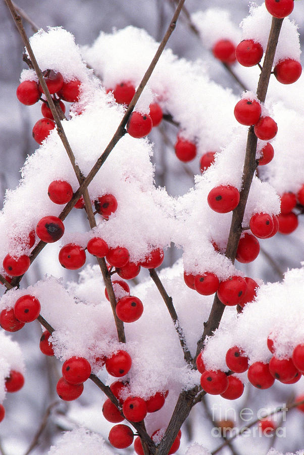 Snow On Winterberry Photograph by Larry West