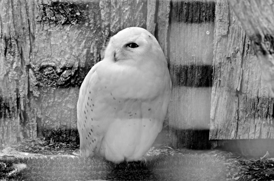 Snow Owl Photograph by Ally  White