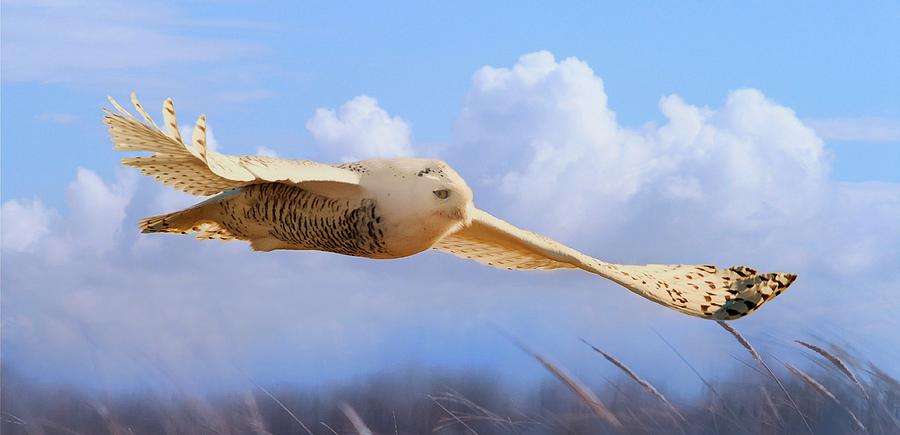 Snow Owl In Flight Photograph by Dale J Martin