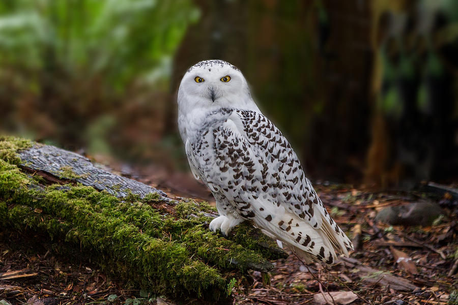 Snowy Owl Photograph by Mike Centioli