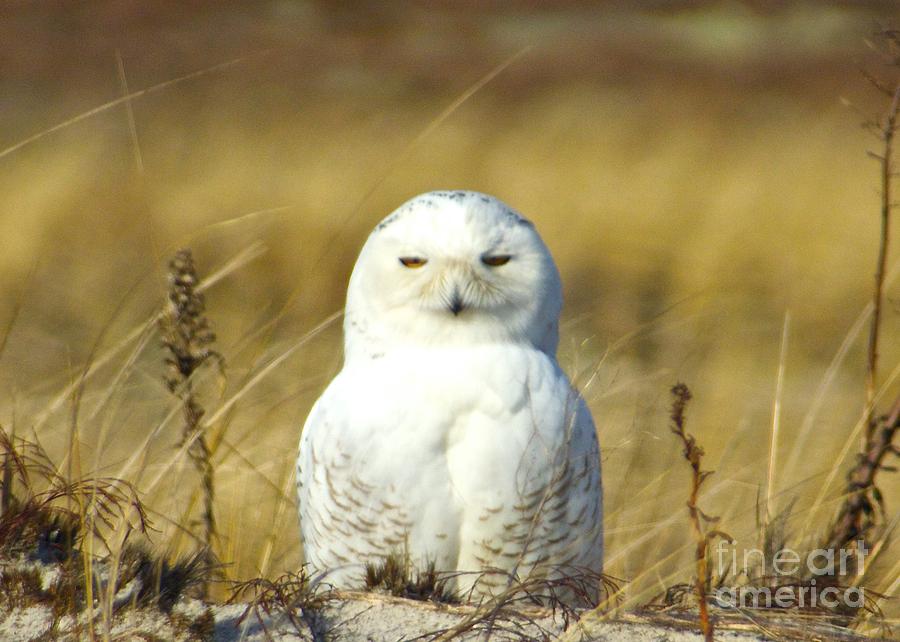 Snow Owl on Cape Cod  Photograph by Amazing Jules
