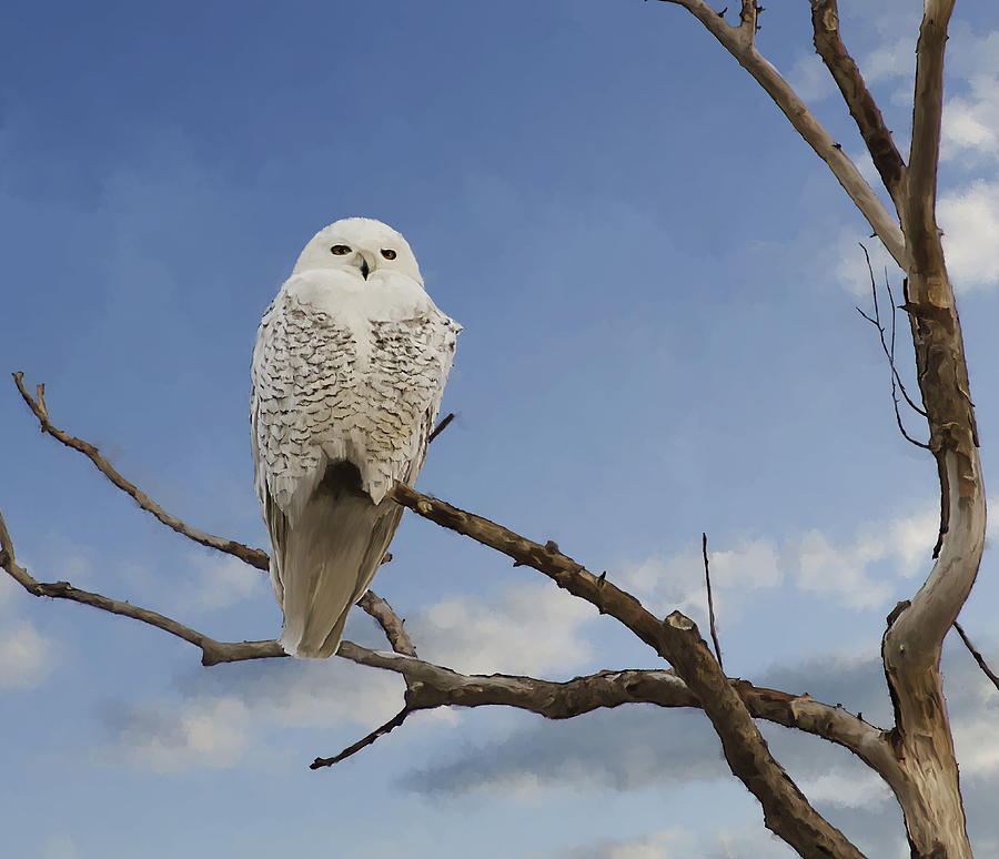 Snow Owl Digital Art by Rick Mosher