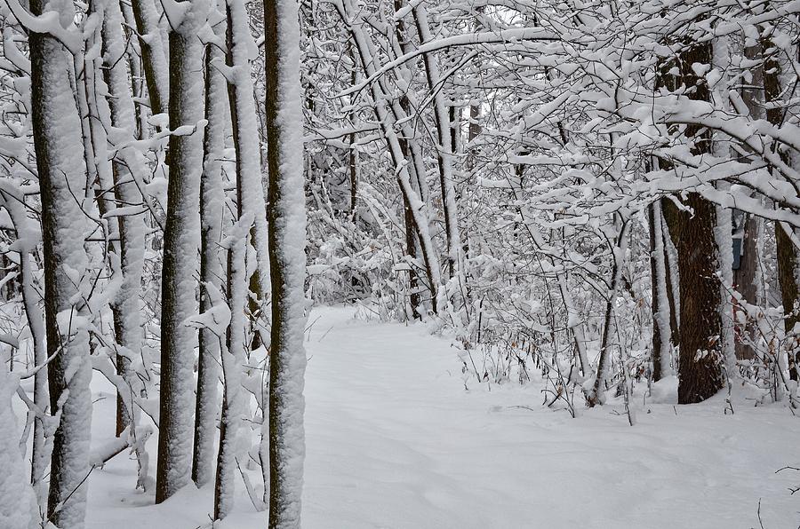 Winter Photograph - Snow Path by Nikki Watson    McInnes