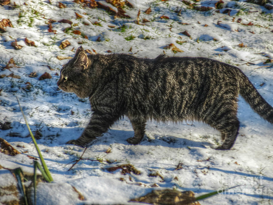 Cat Photograph - Snow Patrol by Missy Richards