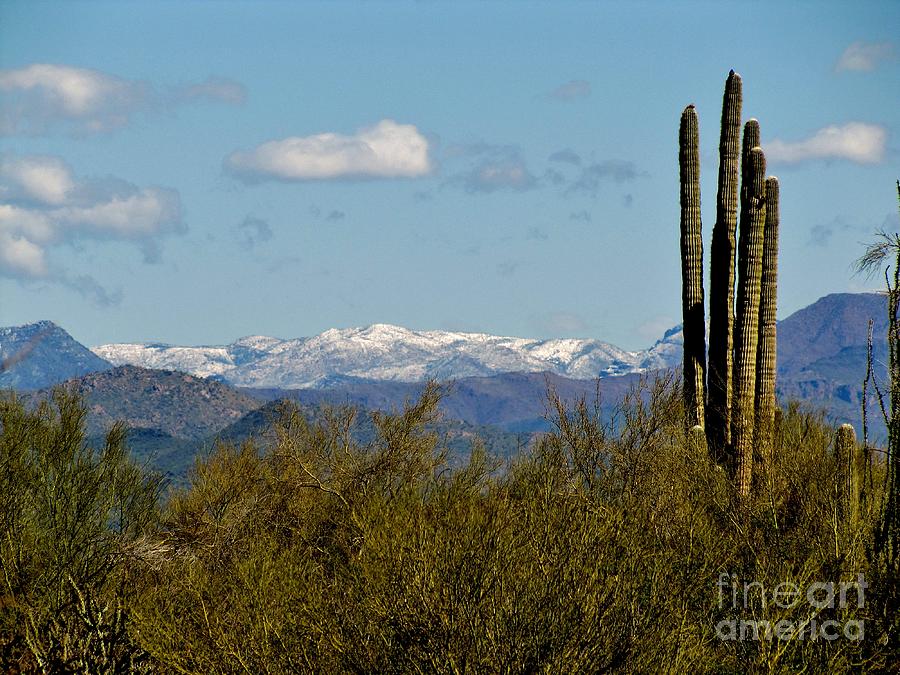 Snow Peaks And Saguaros Photograph by Marilyn Smith