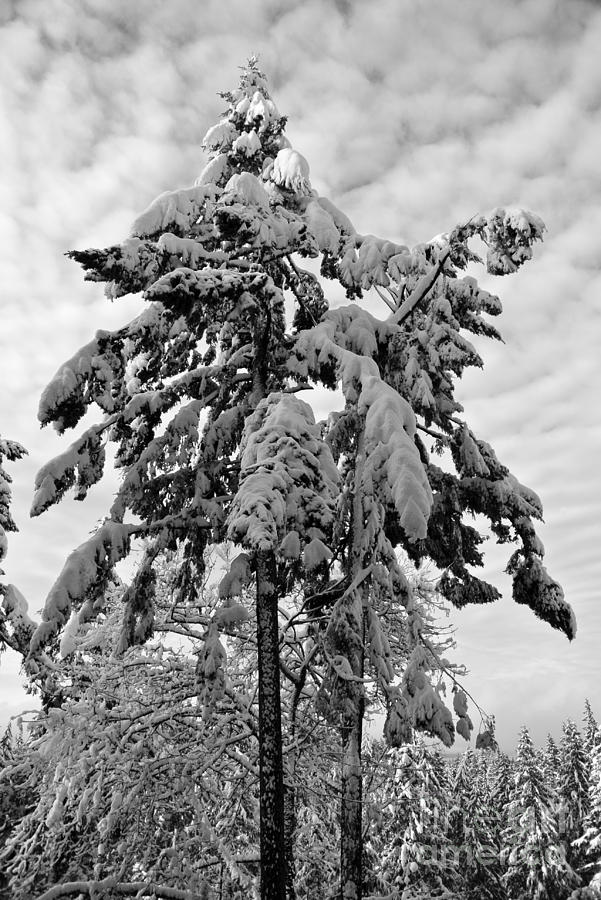 Snow Pillows Photograph by Sharron Cuthbertson
