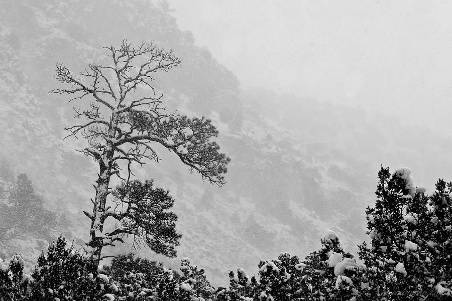 Snow Pine Photograph by Britt Runyon