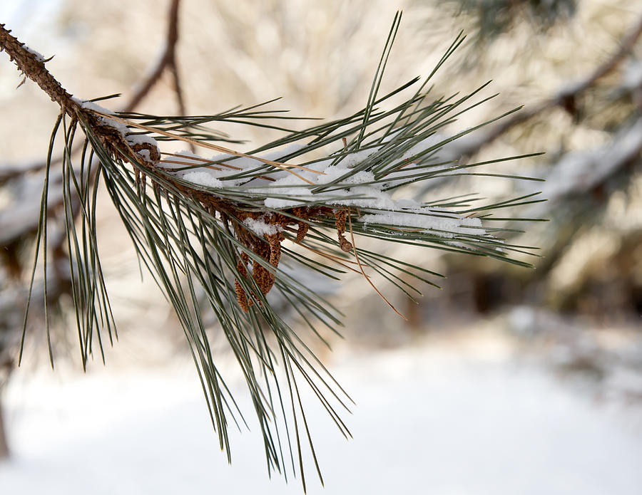 Snow Pine Photograph by Courtney Webster