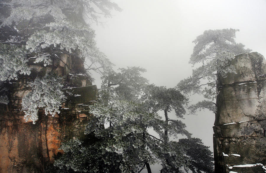 Snow Pine Trees On Quartz Sandstone Photograph by Melindachan