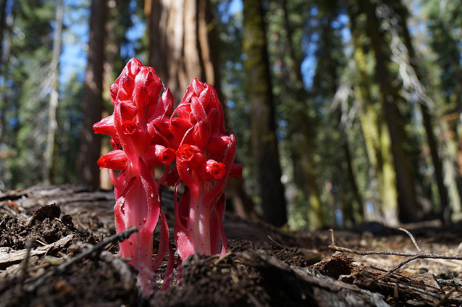 Snow plant information