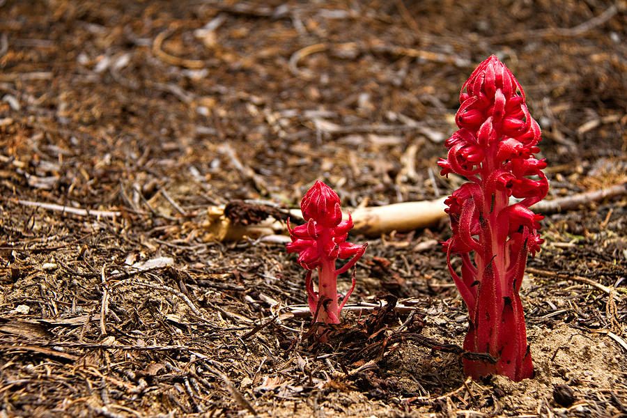 Snow Plant Photograph by Lana Trussell