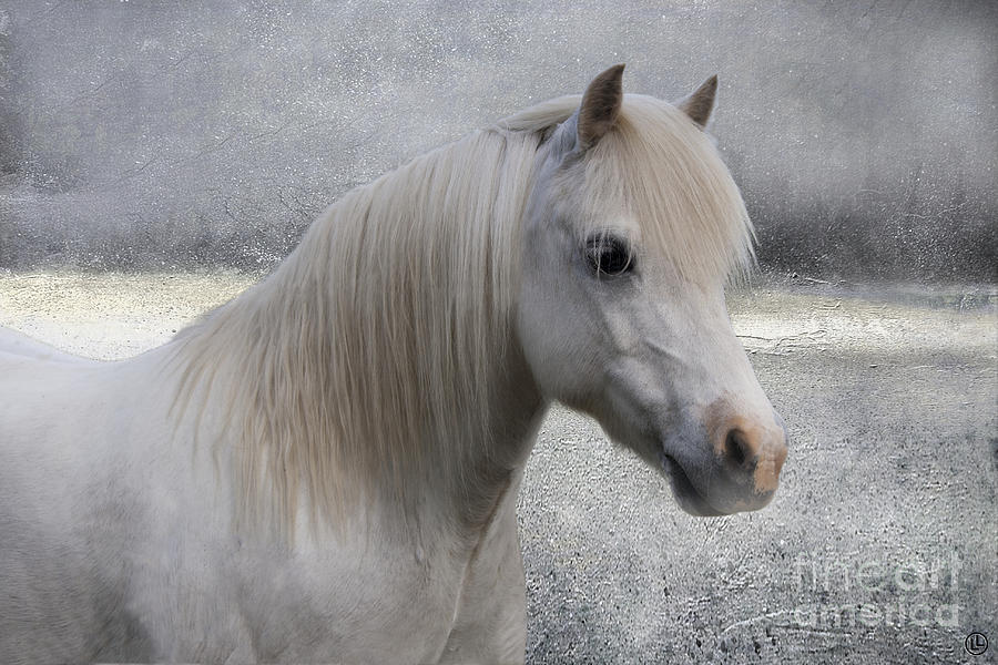 Snow Pony Photograph by Linda Lees