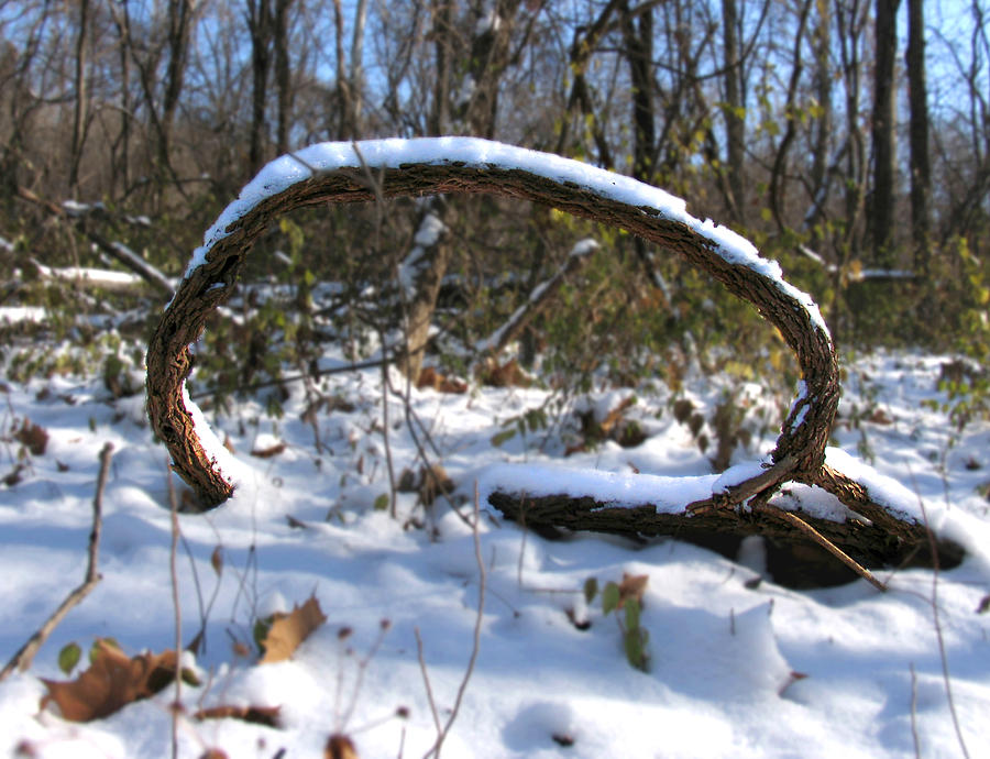 Snow Portal A Fallen vine forms an oval shape covered in snow. Photograph by Adam Long