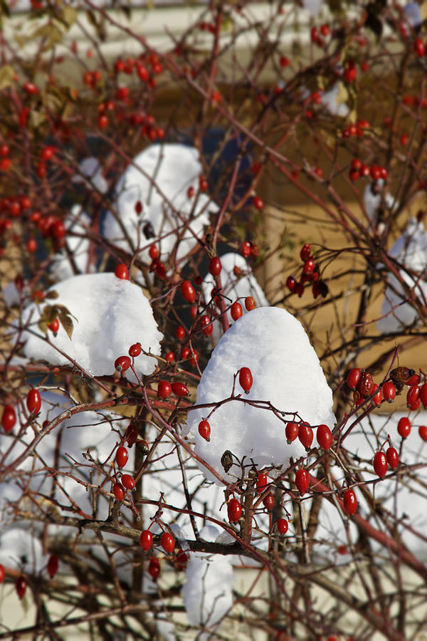 Snow Puffs and Rosehips Photograph by Kellianne Hutchinson - Fine Art ...