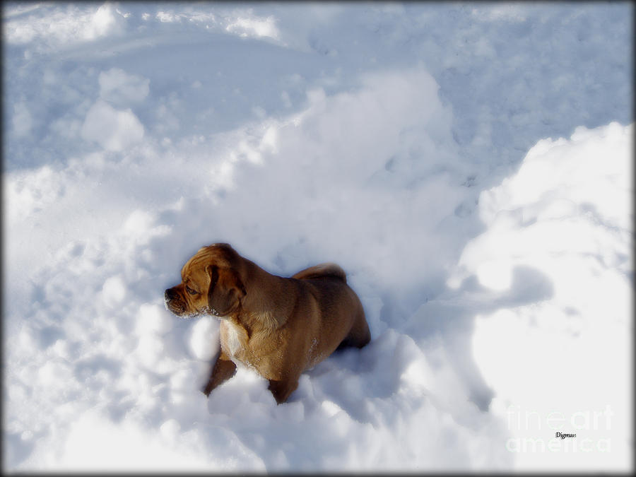 Dog Photograph - Snow Puggles  by Steven Digman